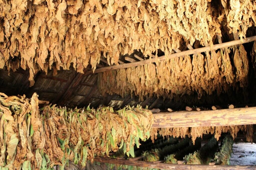 A room full of flue-cured tobacco hanging from the ceiling.