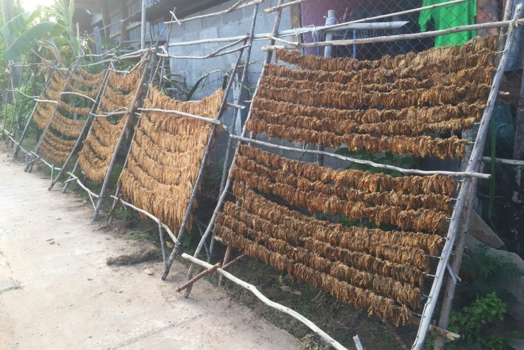 A group of flue-cured tobacco leaves on a fence.