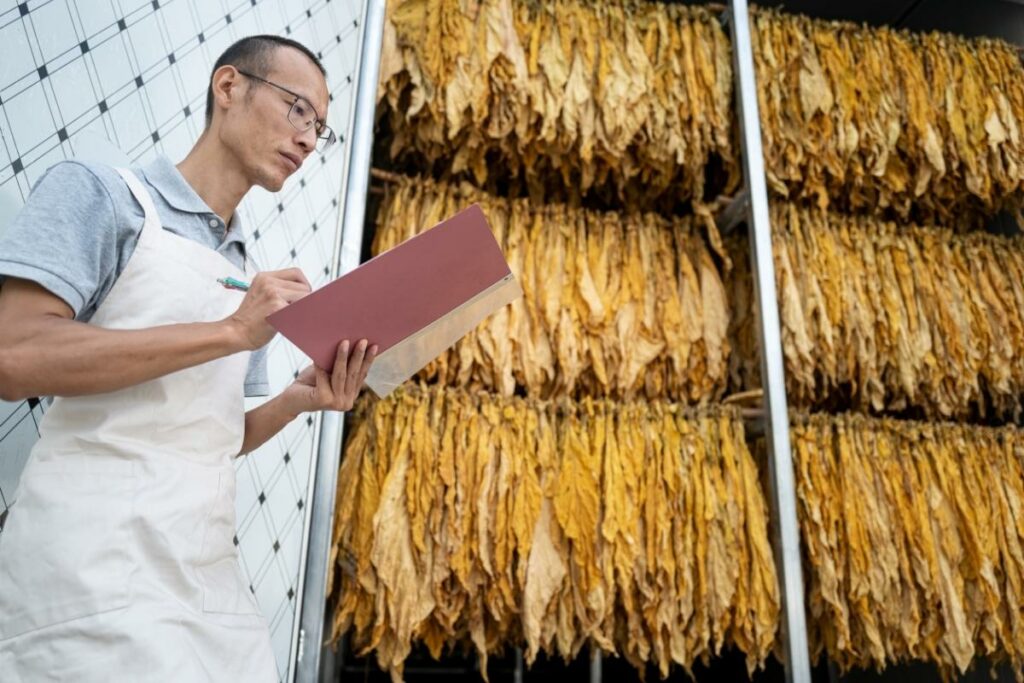 A man in an apron is flue curing tobacco.