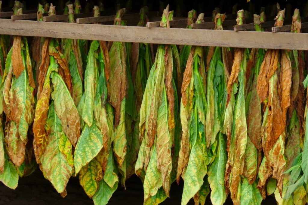 Dried tobacco leaves hanging for flue curing.