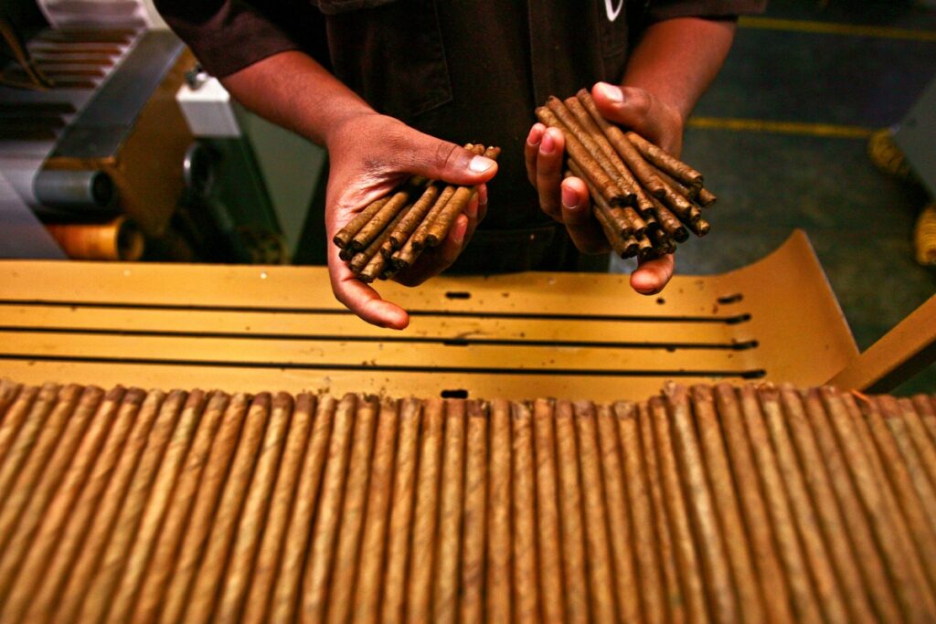 A worker is carefully inspecting and organizing aging cigars on a conveyor belt.