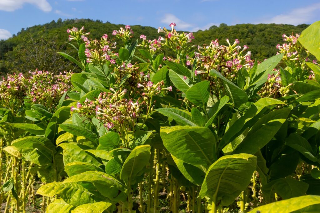 A field of tobacco plants with pink flowers, ready for tobacco harvesting.