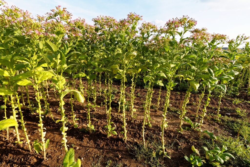 A tobacco field harvested during the fall season.