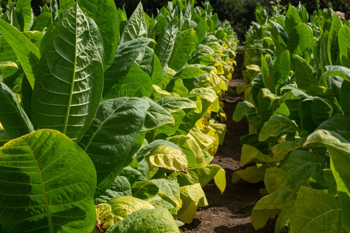 The Fascinating Journey Of Tobacco Harvesting From Field To Cigar Mr G S Cigar And Pipe Shop