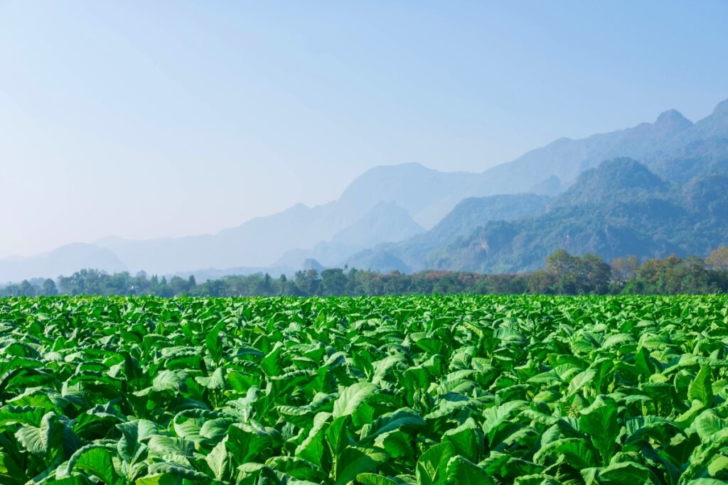 A picturesque scene showcasing tobacco harvesting in a field with majestic mountains in the background.