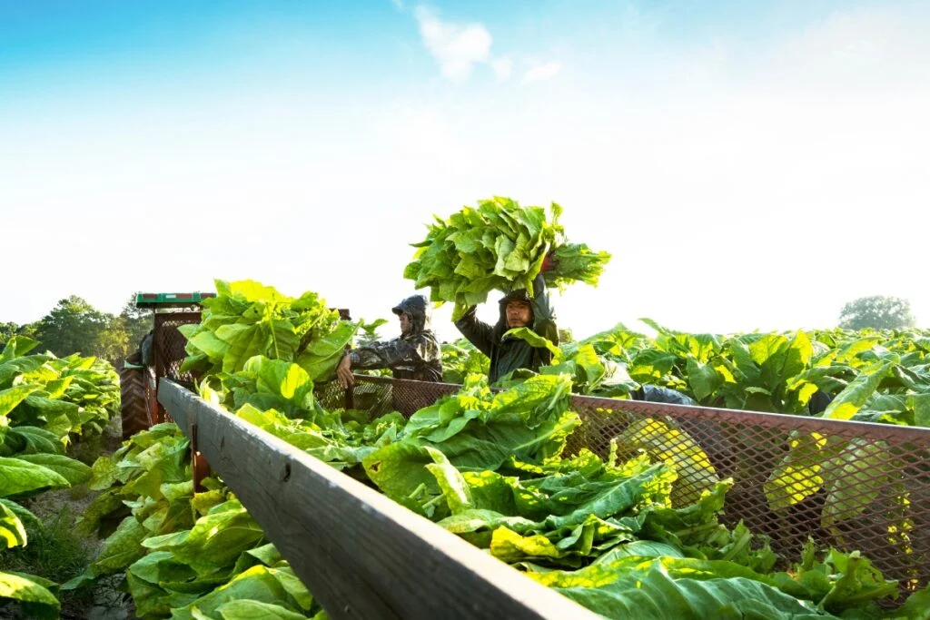 The Fascinating Journey of Tobacco Harvesting: From Field to Cigar