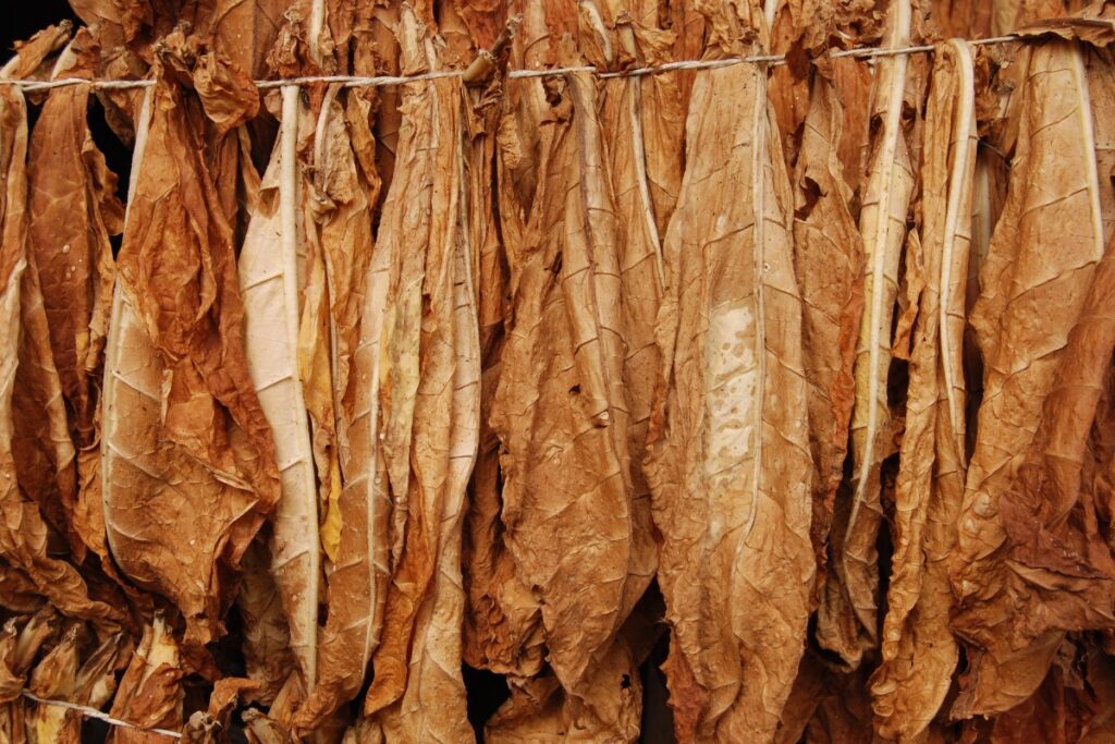 Tobacco harvesting - A bunch of dried tobacco hanging on a line.