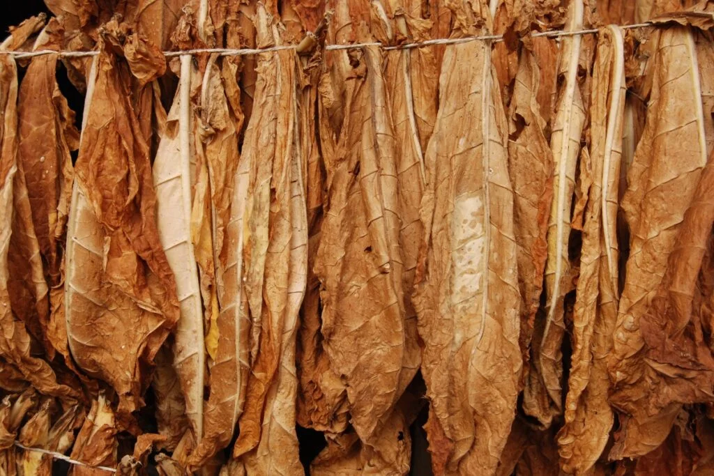 how tall are tobacco plants Tobacco plant height for a 6-foot-tall person