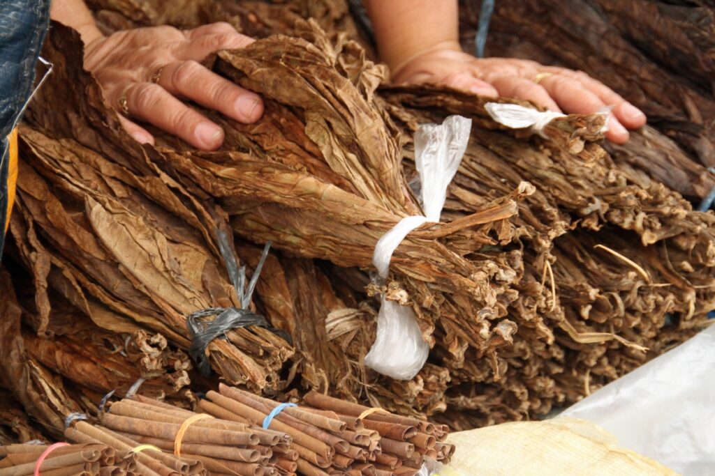 Hands holding bundled dried tobacco leaves with small bundles of rolled tobacco in the foreground, a nod to the rich Native American tobacco history that has influenced this traditional practice for centuries.