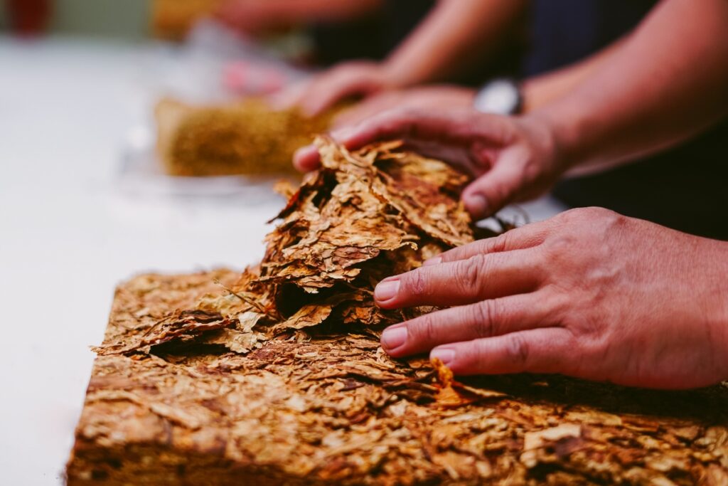 Close-up of a person's hands handling a pile of dried tobacco leaves on a table, with other hands working in the background, evoking the rich tapestry of Native American tobacco history.