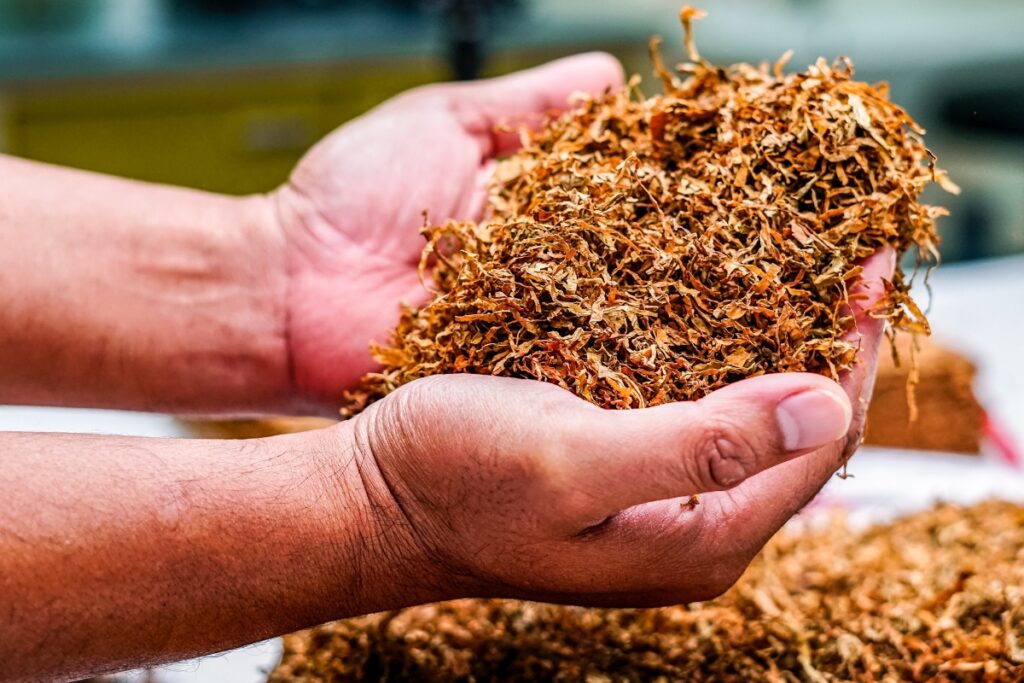 Hands holding shredded tobacco with more shredded tobacco on a surface below, evoking the rich Native American tobacco history intertwined with tradition and culture.