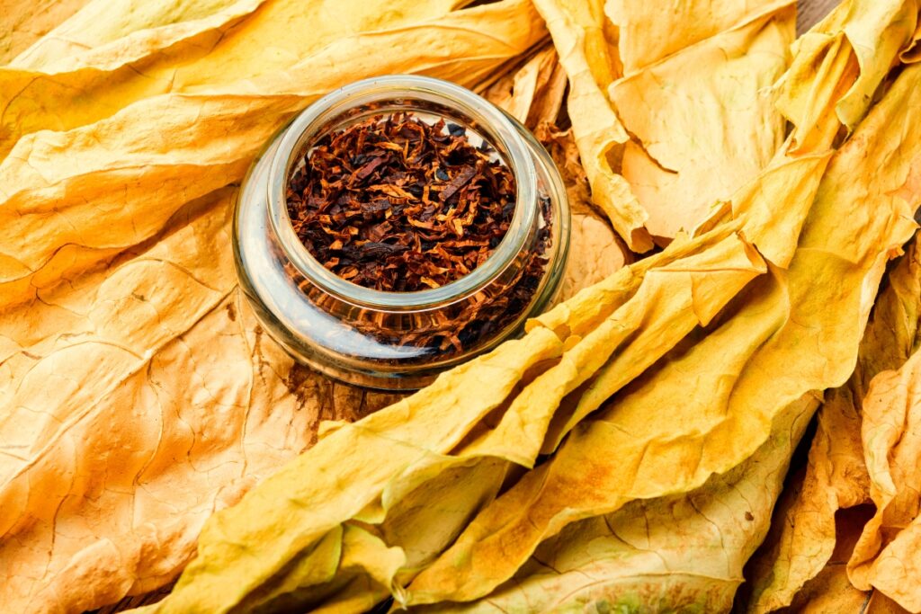 A glass jar filled with cut tobacco sits among dried tobacco leaves, evoking native American tobacco history.